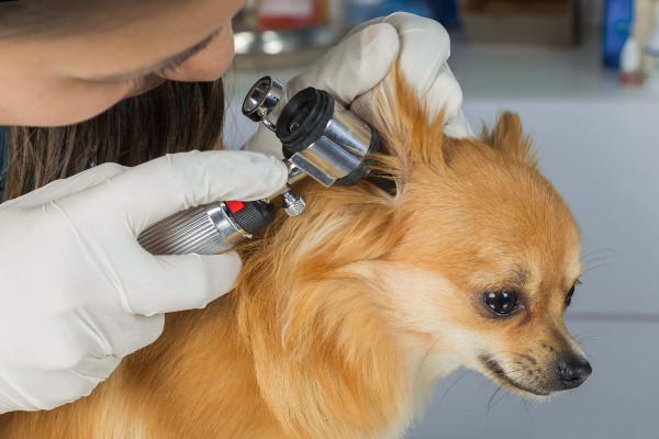 Como ajudar um cão a não ter medo do médico veterinário