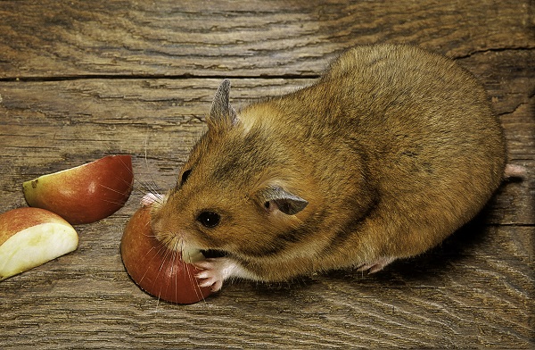 Como alimentar um hamster corretamente?