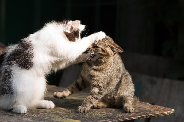 Como lidar com gatos que brigam