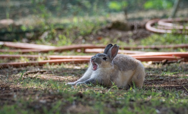 Como melhorar o comportamentos dos coelhos