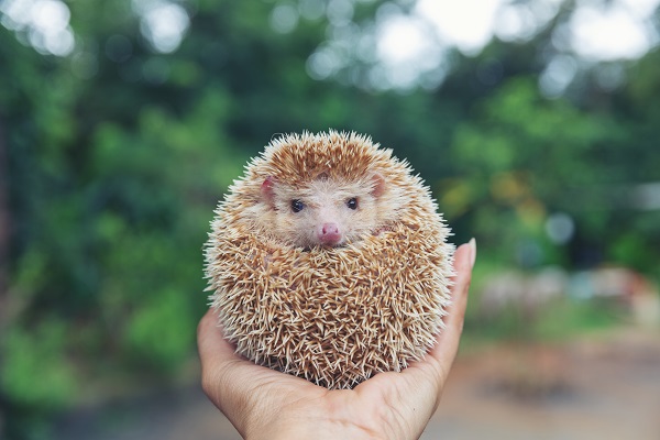 Conheça o ouriço pigmeu africano, o hedgehog