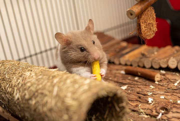 O que hamster come? Saiba como preparar o cardápio do seu roedor