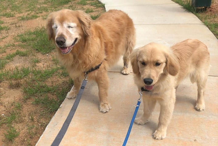 Conheça todos os cuidados com um cachorro com deficiência física!