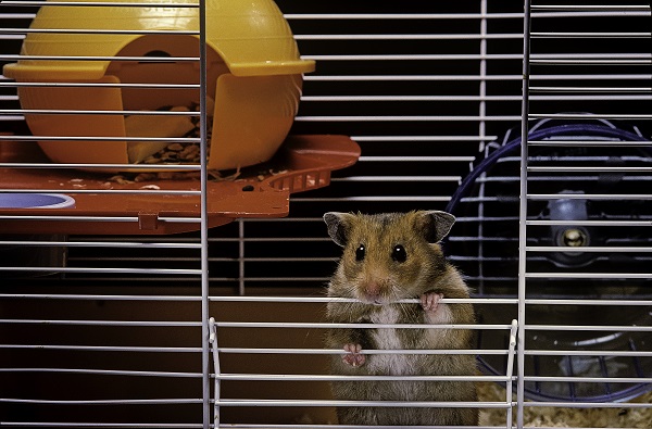 Cuidados básicos com a higiene do hamster