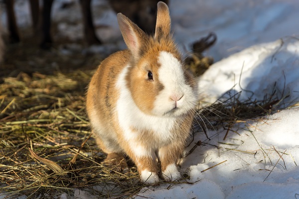 Cuidados com coelhos no inverno