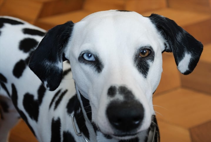 Descubra causas e sintomas da heterocromia em cachorro