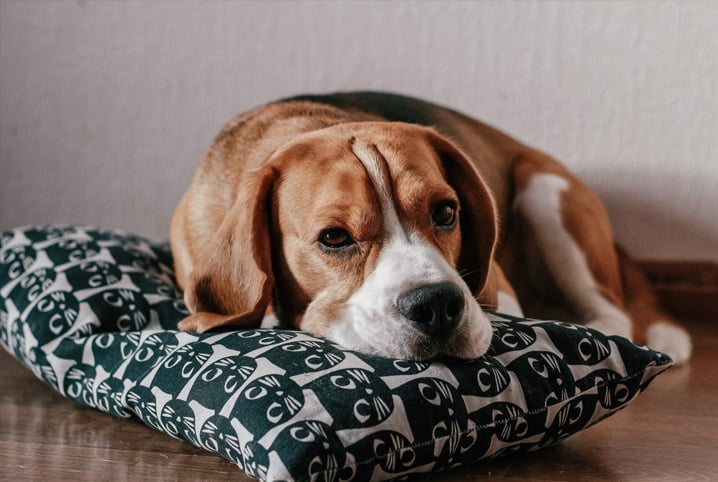 Descubra como identificar e ajudar cachorro entediado