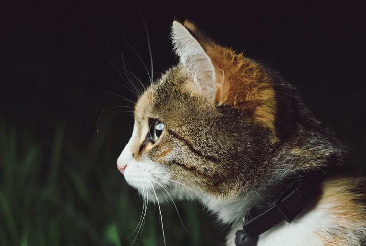 Gato e hamster: os pets podem ser amigos?