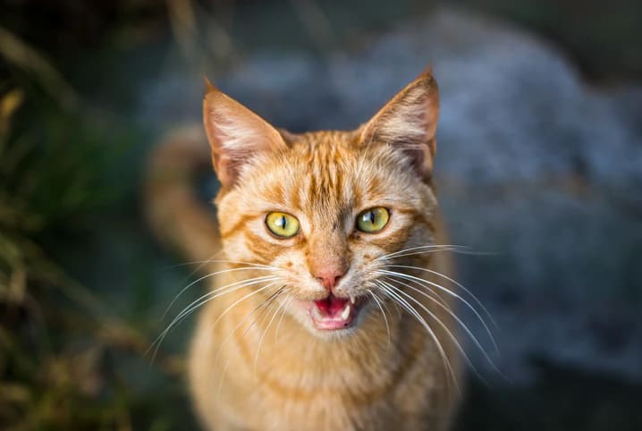 Gato miando muito: o que pode ser?