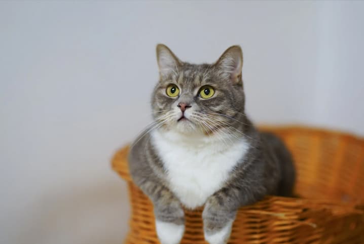 Gato pode comer cenoura? Descubra se o legume está permitido para os bichanos!