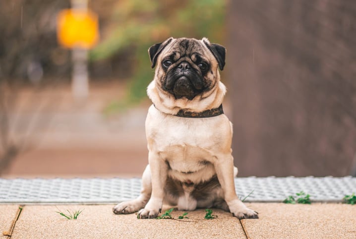 Máscara para cachorro é realmente necessário em época de coronavírus?