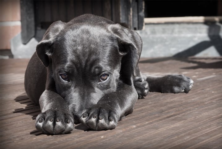 Mau cheiro de cachorro é normal?