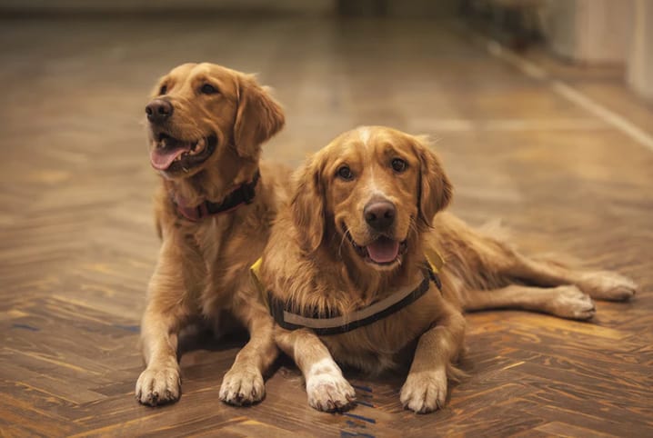 Microchip para cães: entenda a funcionalidade