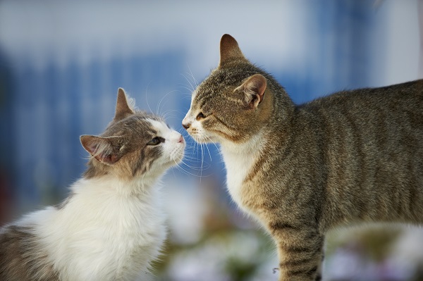 O que você deve saber e fazer antes de ter mais um gato