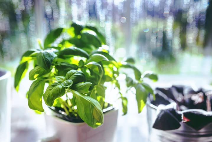 Plantas para cozinha: 8 espécies para um ambiente elegante