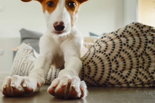 Por que os cachorros costumam arranhar a cama para deitar?