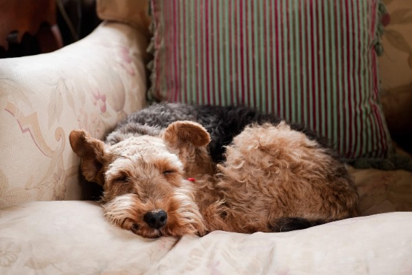 Principais doenças que os cães apresentam no inverno