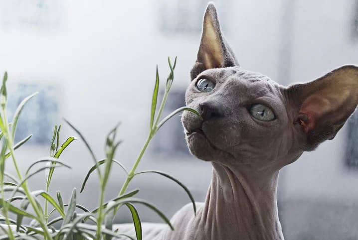 Qual a planta que gato não gosta? Descubra 7 espécies que afastam os bichanos!