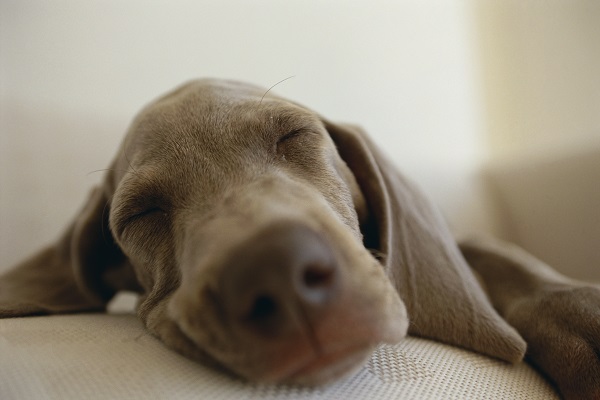 Quarentena: seu cachorro está dormindo muito?