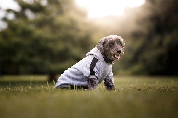 Roupas de inverno para seu cachorro