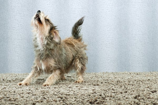 Saiba o que pode fazer alguns cachorros “morderem o ar”