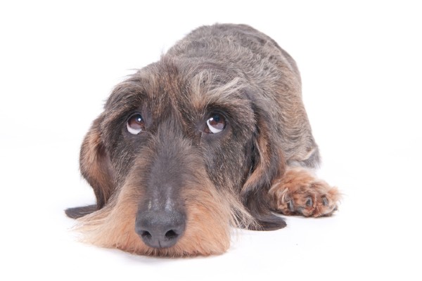 Ser dominante com um cachorro piora sua relação com o pet