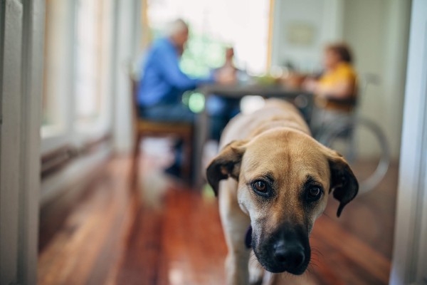 Sete sinais de que seu cão idoso pode estar com “alzheimer canino”