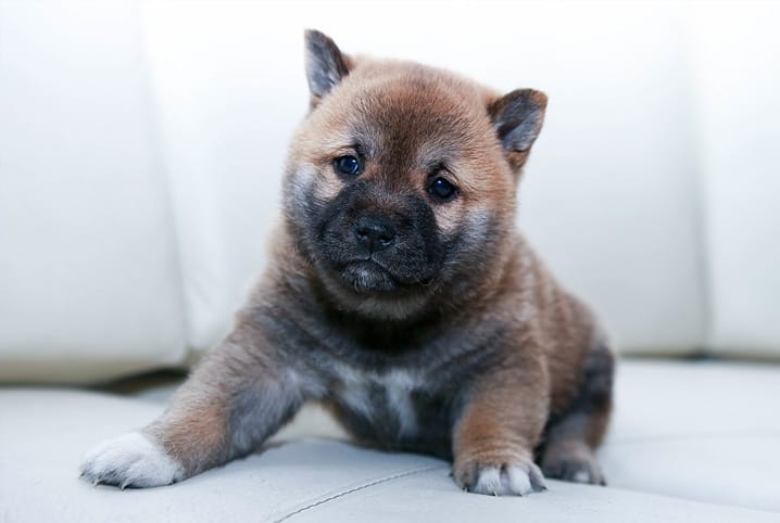 Tinta para pelo de cachorro é recomendada?