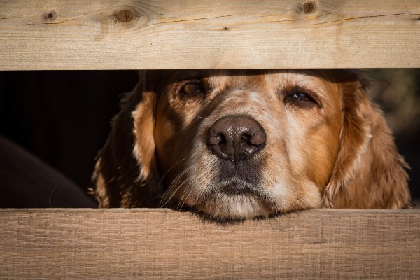 Veterinário em casa: atendimento à cadela com secreção nasal