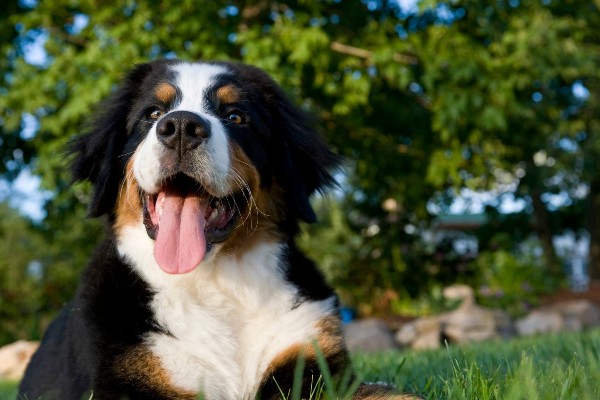 Veterinário em casa: atendimento a um Bernese obeso