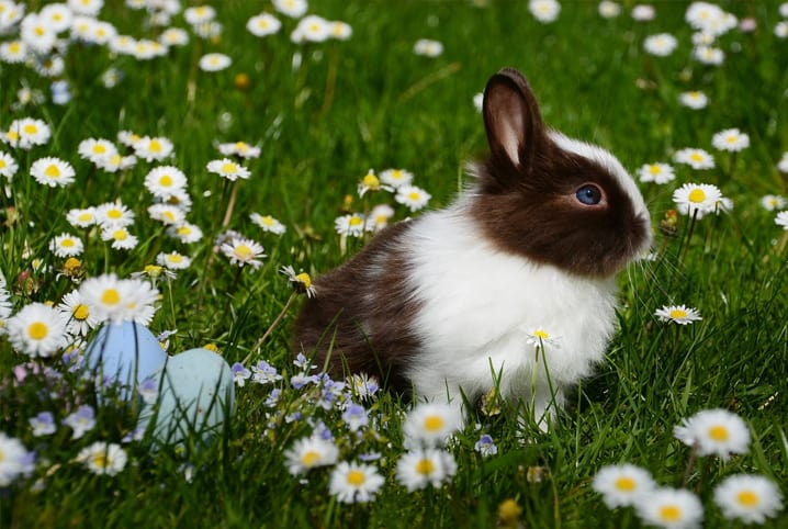 Você sabe o que é a fauna doméstica?