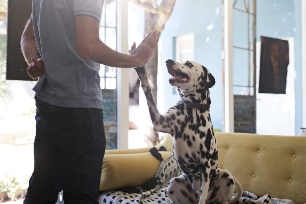 Benefícios dos probióticos e prebióticos para cachorros