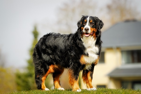 Bernese – Principais doenças