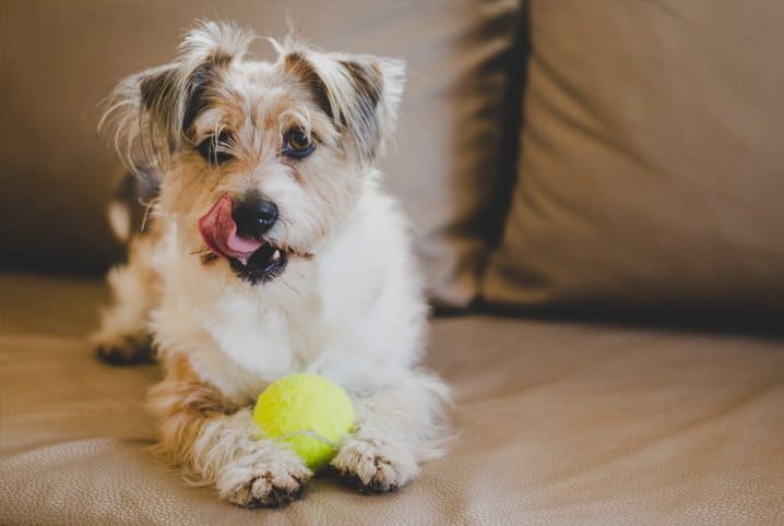 Cachorro pode comer abobrinha? Saiba os benefícios do vegetal