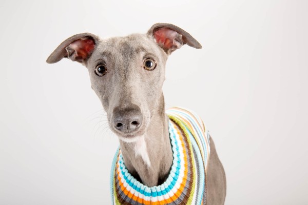 Cachorros galgos podem ter problemas com anestesias?