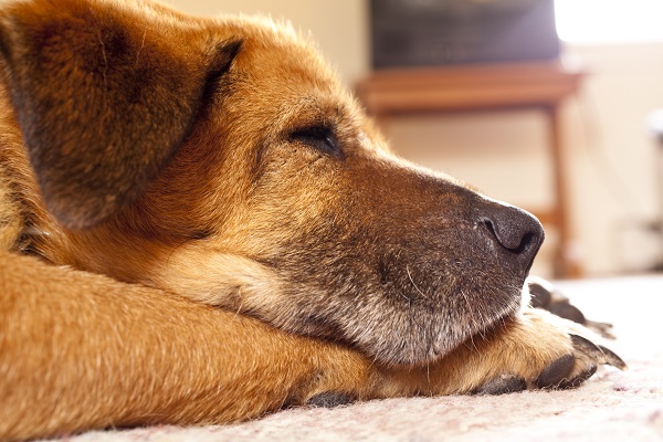 Cães idosos também precisam de atividade física regular