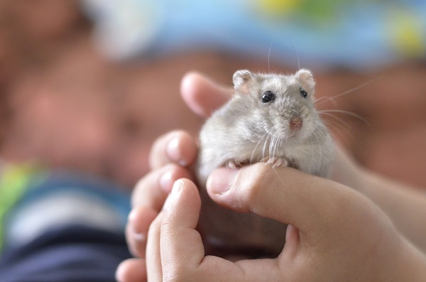 Cinco informações muito importantes para a vida do seu hamster