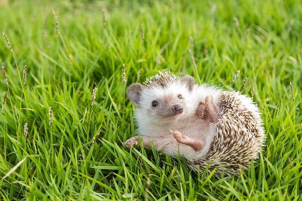 Cinco problemas de saúde comuns em ouriço pigmeu, hedgehog