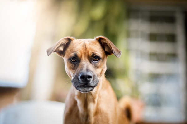 Cinco sinais de estresse ou medo que seu cachorro pode dar