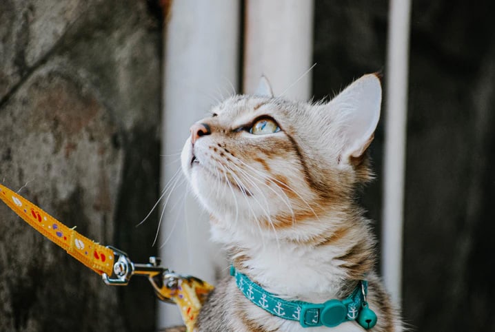 Coleira para gato com guizo: 3 motivos para evitar o acessório