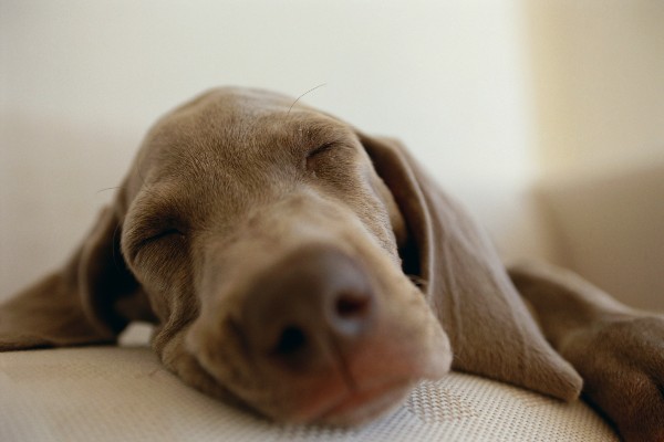 Como ajudar o seu cão a ter uma boa noite de sono