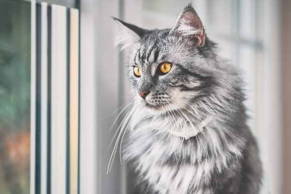 Como cuidar bem de um gato de pelo longo