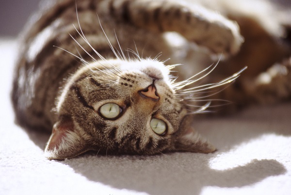 Como deixar seu gato mais feliz em cinco passos