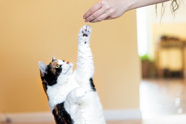 Como ensinar o seu gato a fazer alguns truques