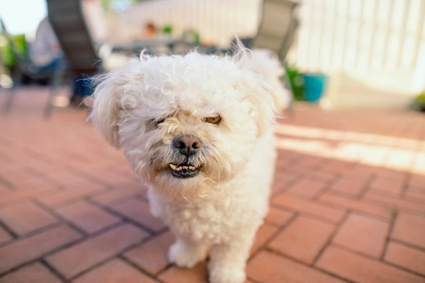 Como evitar que crianças sejam mordidas por cães