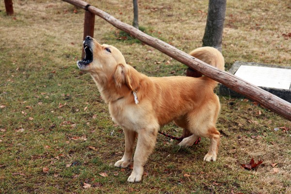 Como evitar que seu cachorro morda pessoas e outros pets