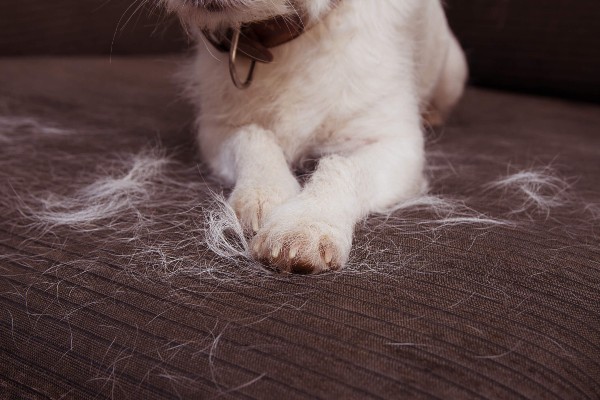 Como lidar com a queda de pelo em cães