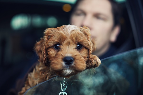 Como lidar com filhote de cachorro que passa mal no carro