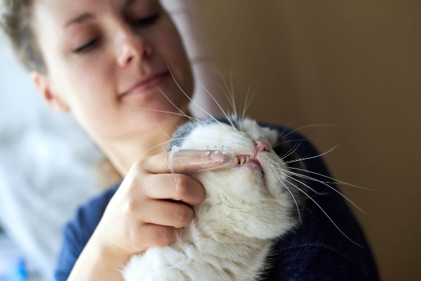 Como manter os dentes do seu gato limpos e saudáveis