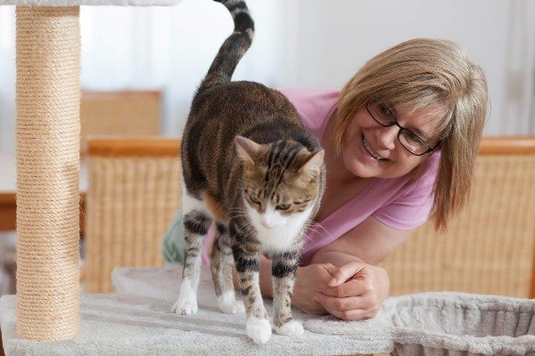 Como usar técnicas positivas para educar seu gato